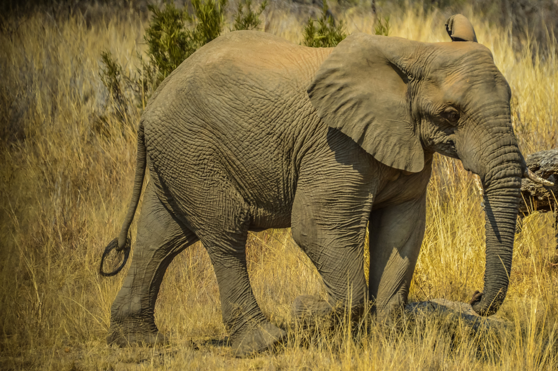 大象是地球上体型庞大的陆地哺乳动物,拥有着长鼻子和大耳朵,以及