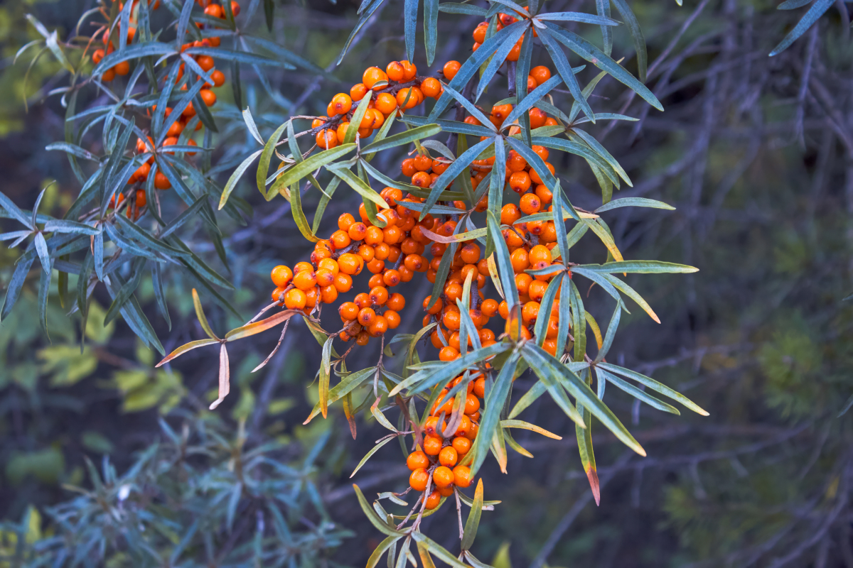 虽然新鲜的沙棘果难以见到,不过沙棘果汁原浆很好地保亮了