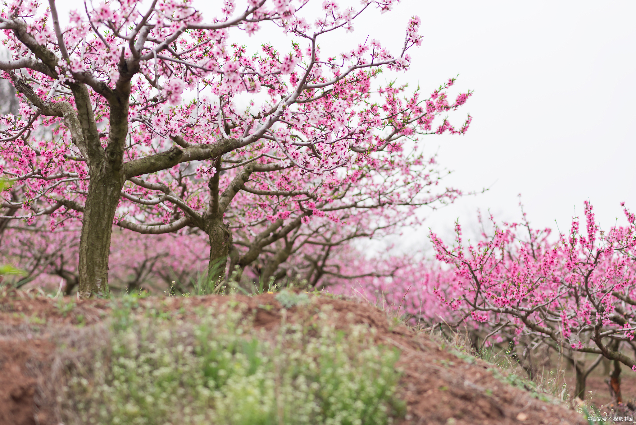 桃花岛旅游攻略三日游||桃花岛是一个美丽的海岛,以下是一个三天的