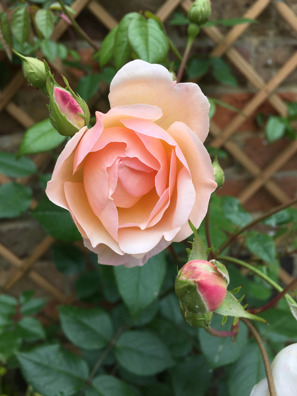 亚伯月季的优缺点:  亚伯月季的优点: 1.