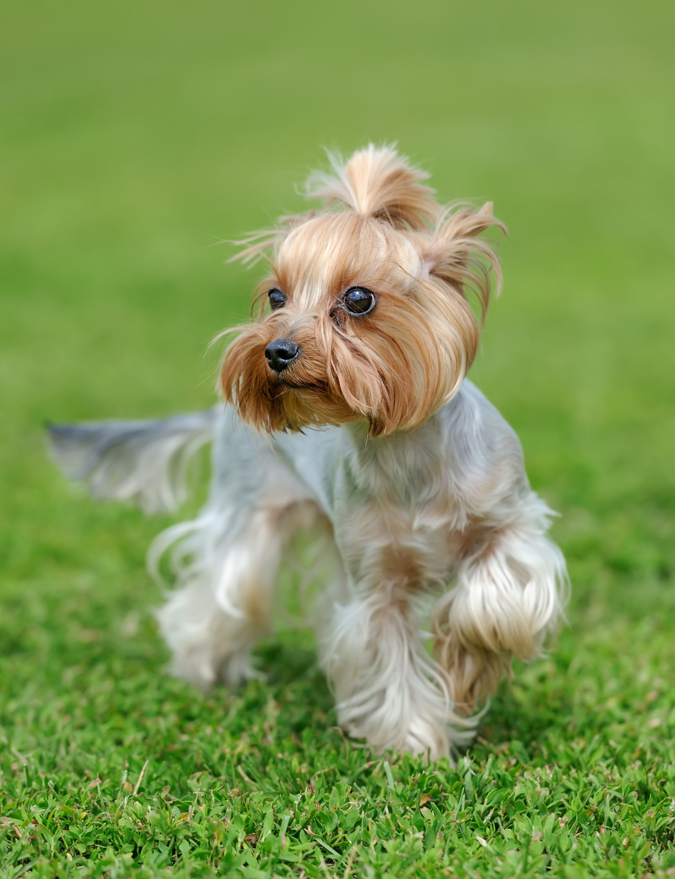 约克夏梗(yorkshire terrier),简称约克夏或约克郡梗,是一种小型犬种