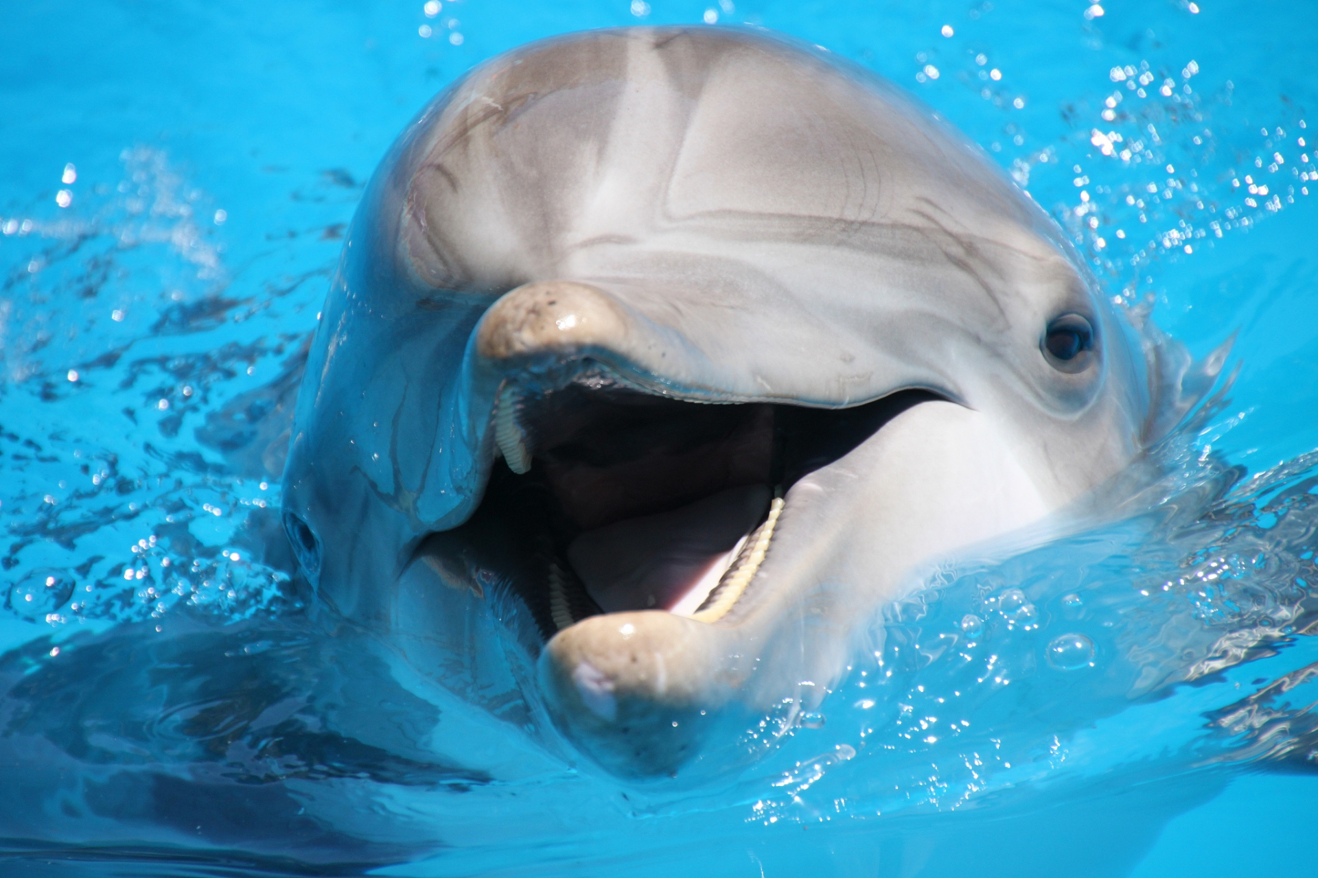 在动物界,海豚被认为是最聪明的动物之一,海豚的聪明程度也是一个