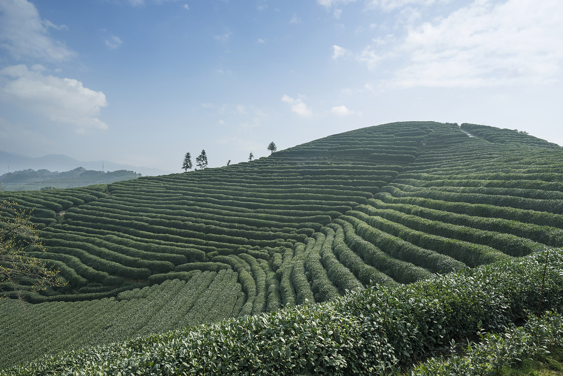 易武茶产于西双版纳州勐腊县易武乡,属于古六大茶山之一.