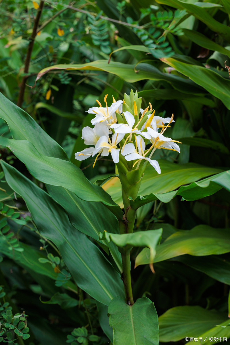 姜花:花语中的温柔与高洁
