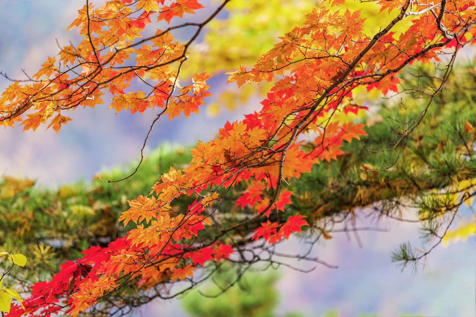 深入感受曲中情愫,唤醒对大自然的敬畏和珍惜之情.