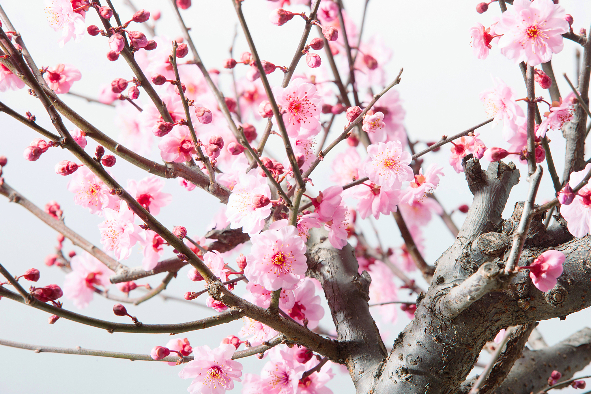 通过化用杜甫诗句,丰富意蕴,突显梅花于苦寒中甘于寂寥,高洁自守的