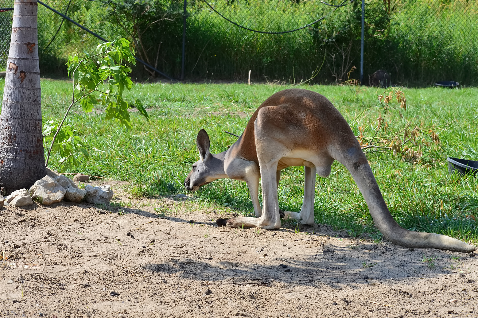 袋鼠生活在开阔的草原,沙漠和稀树草原等环境中,是草食性动物,每年