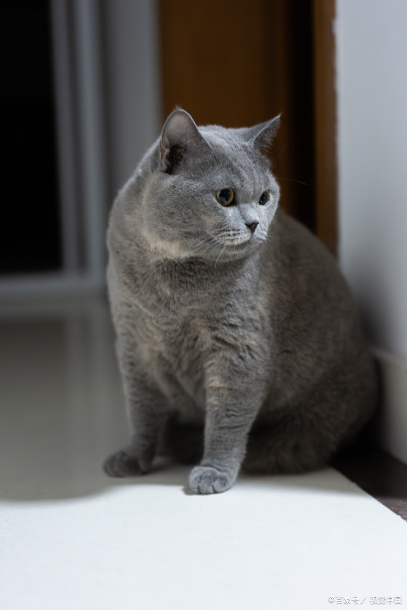 蓝猫的品种有哪些?