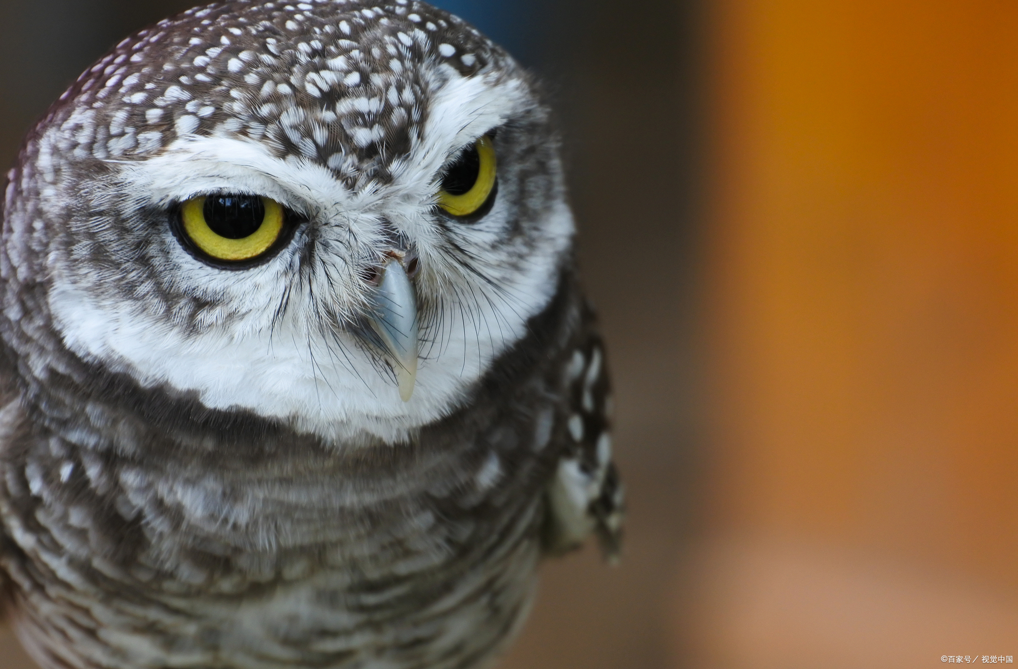 猫头鹰已经笑而不语地越过了这道坎,因为它可是个名副其实的"色盲"!