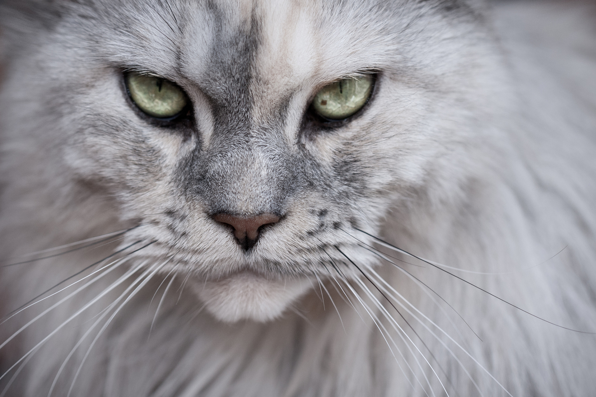 大家好,今天我要与大家分享关于如何让你的猫咪成为真正的"霸道酌裁