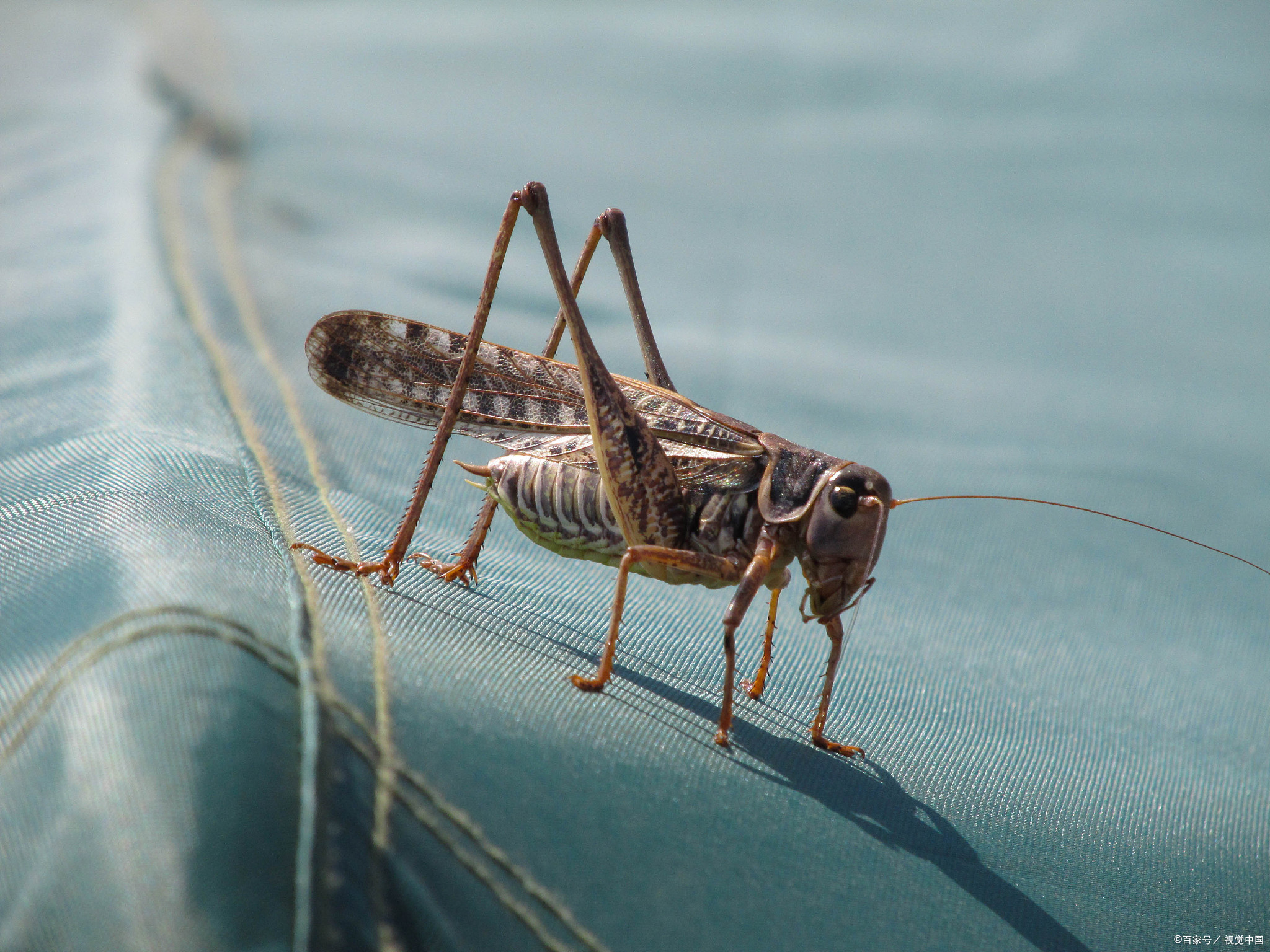 怎么判断蟋蟀好不好斗?