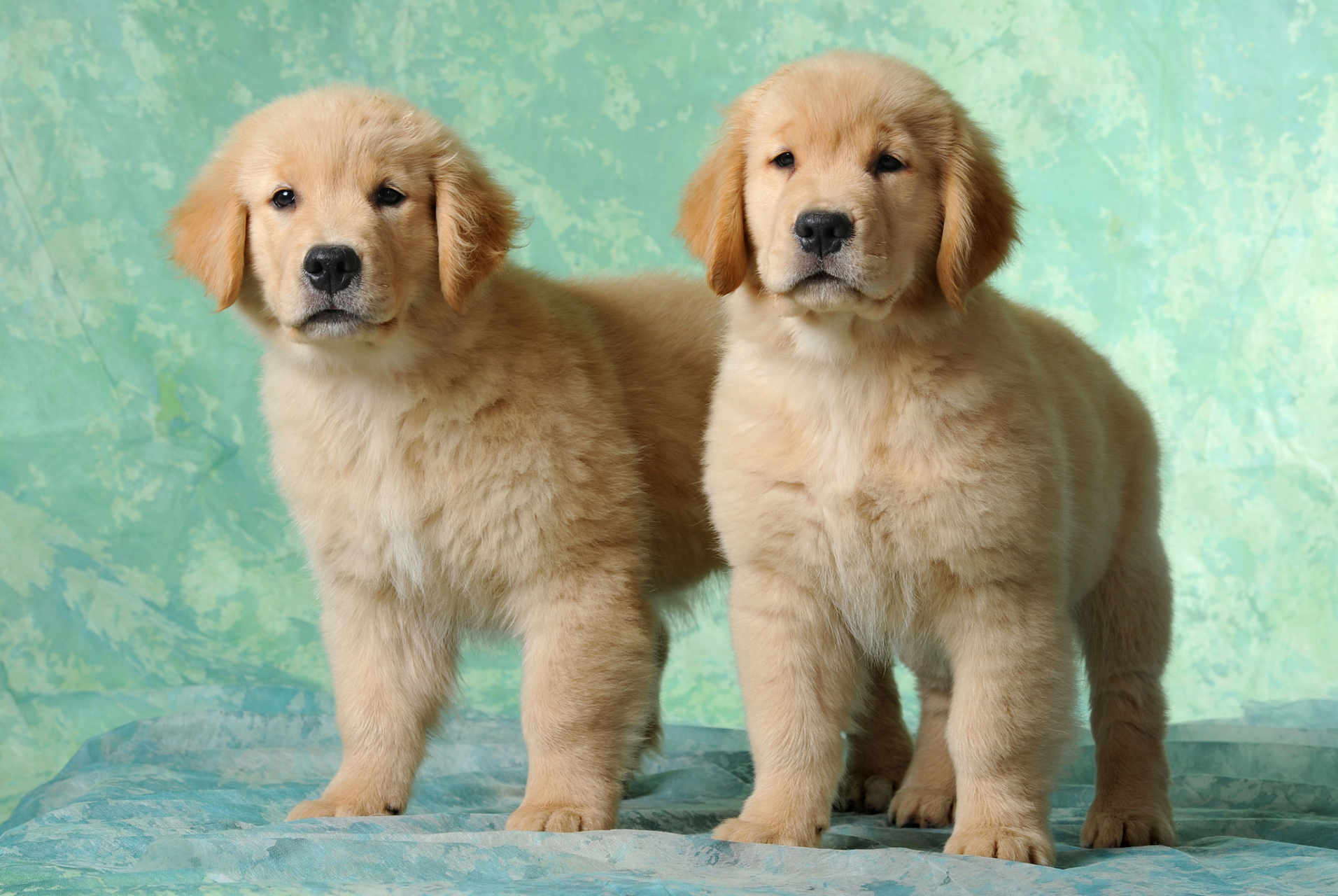 纯种金毛犬具有健硕的体型,丰富的肌肉,浓密的毛发和光泽,头颅宽大