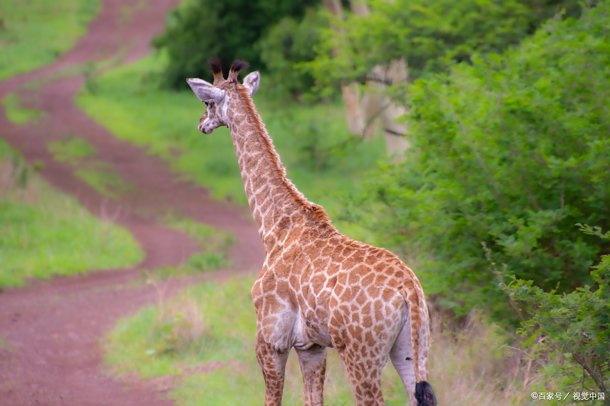 长颈鹿睡觉用什么姿势