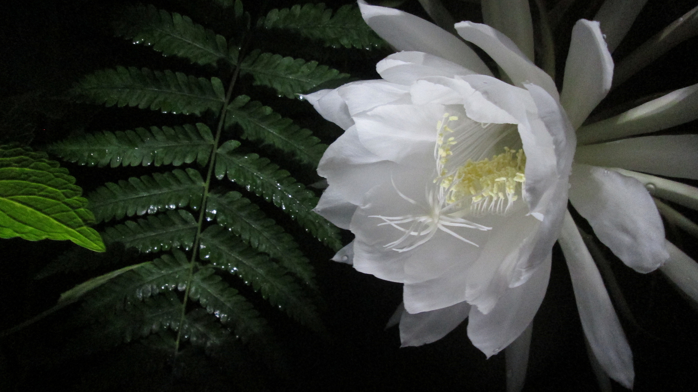 植物小知识(63)西藏是非常寒冷的,为什么雪莲不怕严寒呢?