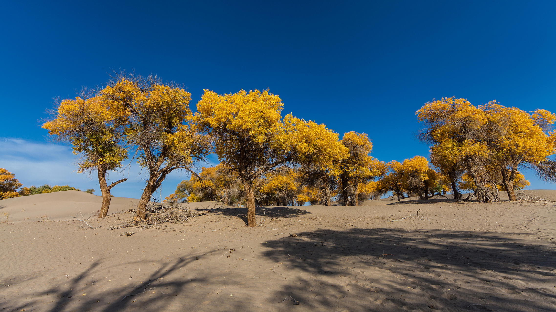 0#阿拉善盟胡杨林,内蒙古西部的绿意天堂,游览必到的aaaaa景区.