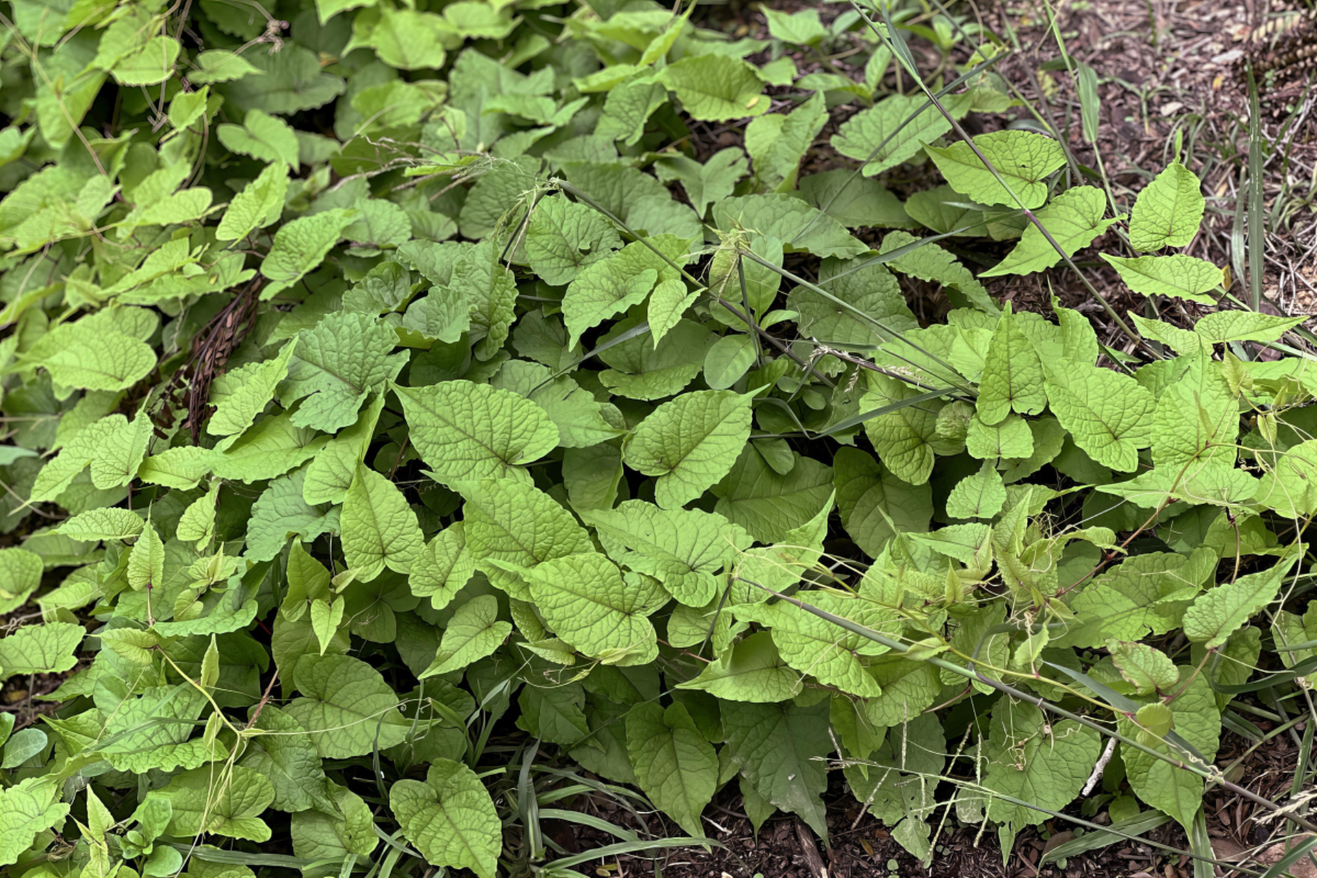 藿香是一种具有祛风除湿,理气止痛,止呕等功效的中药材,市场需求空间