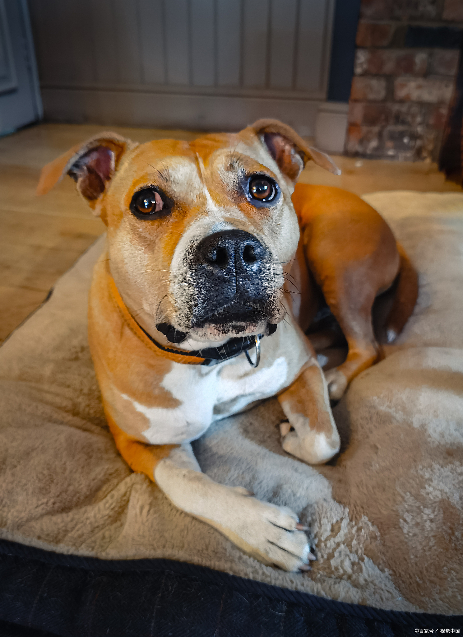 近年来,越来越多的宠物爱好者开始选择饲养巴仙吉犬(basenji).