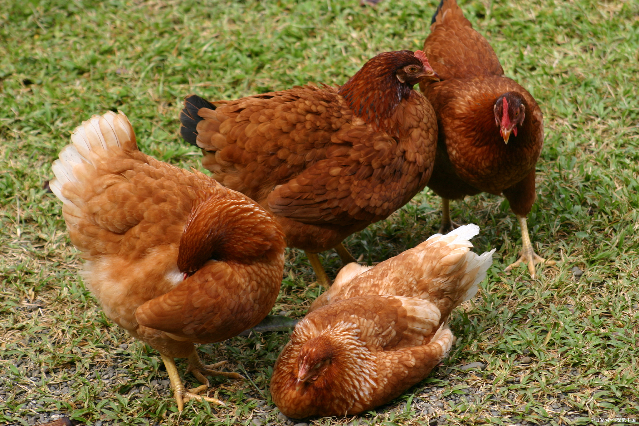 三年级下册八单元习作,这样想象真有趣,飞来飞去下蛋的母鸡