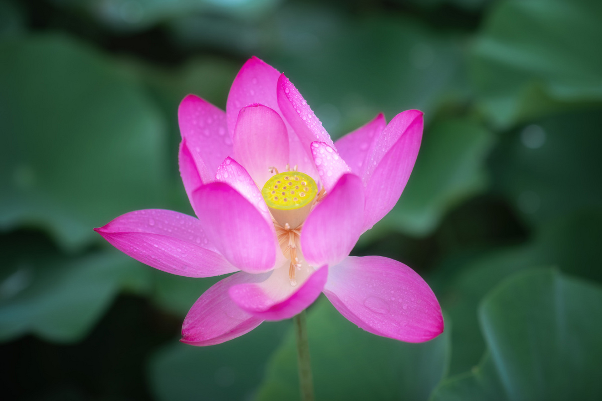 是莲属中2个物种"莲花"和"黄莲花"及众多人工培育品种的通称.