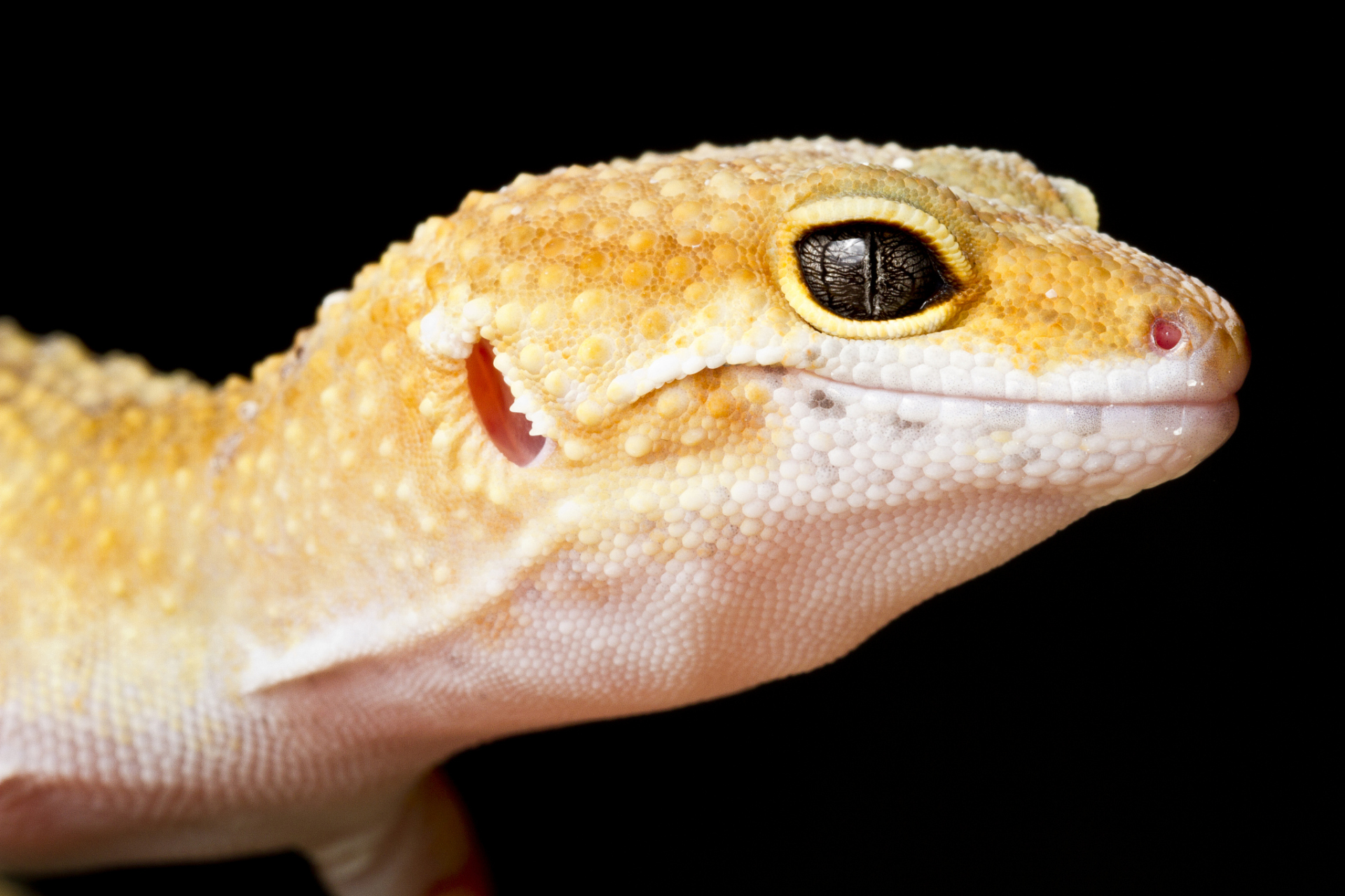 睫角守宫是杂食性动物,需要摄取昆虫,小动物,鸟蛋,水果和蔬菜等食物来