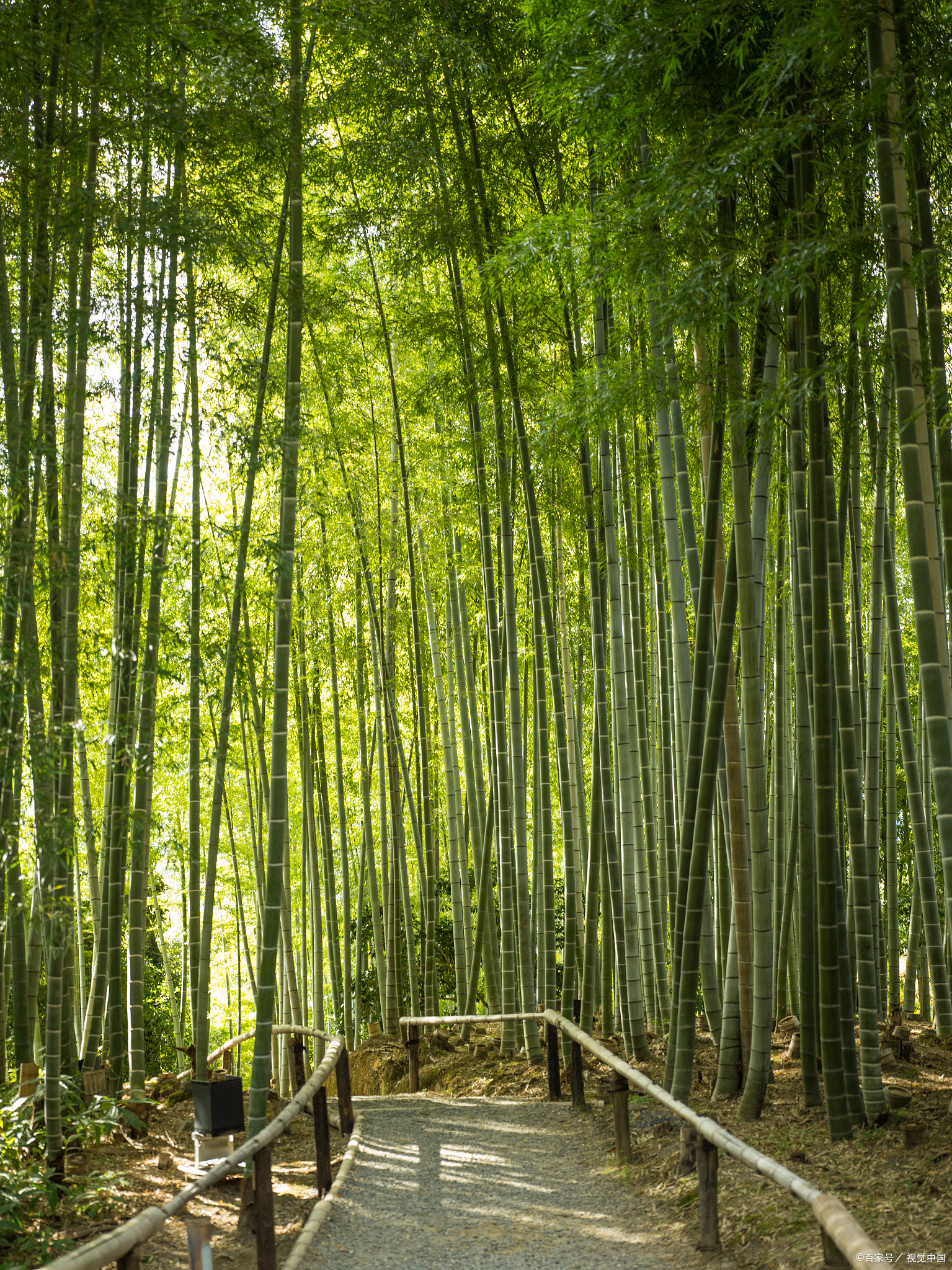 味寻南山竹海:入冬5日美食旅游攻略