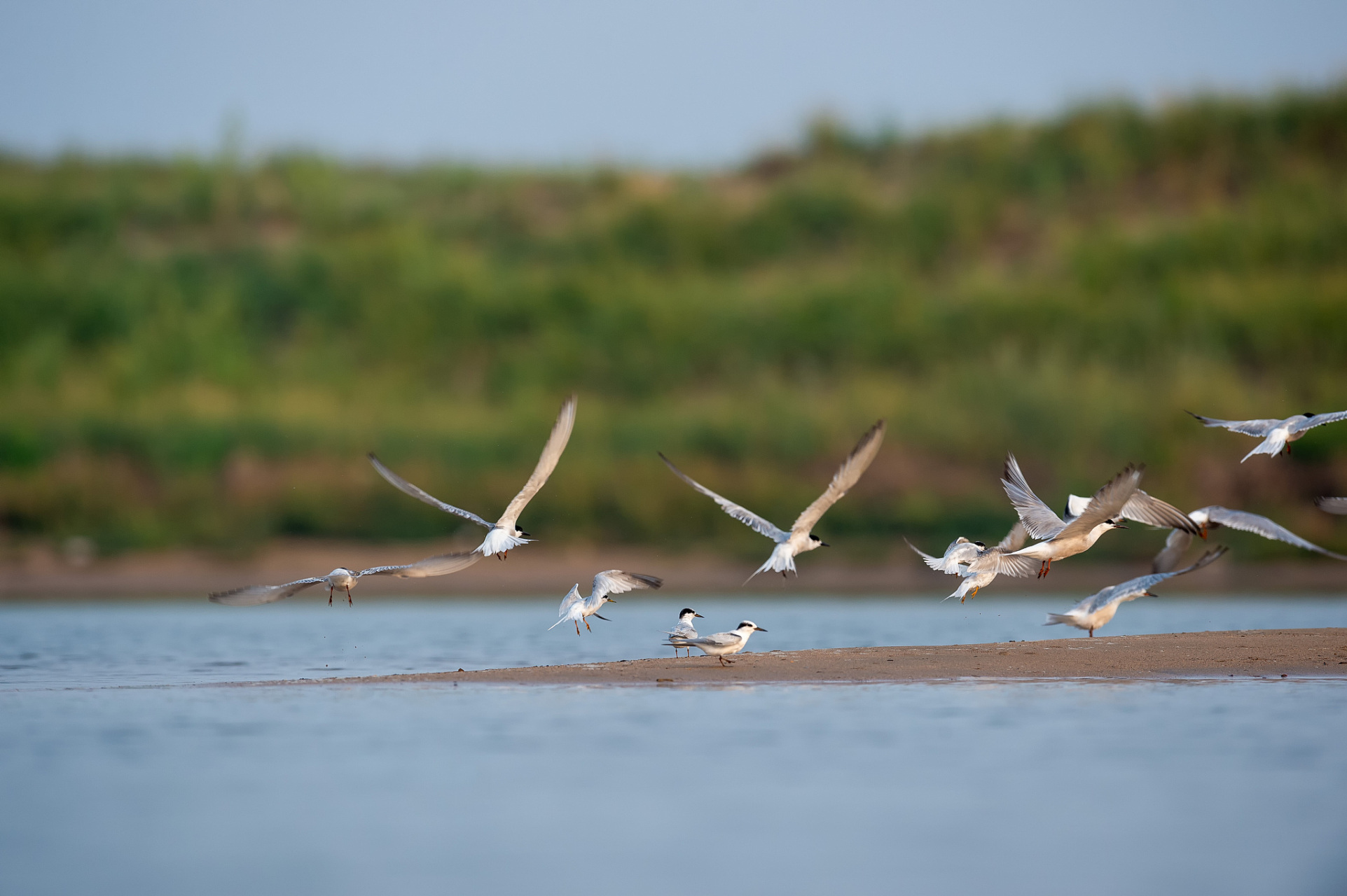 深圳湾是许多候鸟的栖息地,特别是春秋两季,各种迁徙的鸟类会在这里
