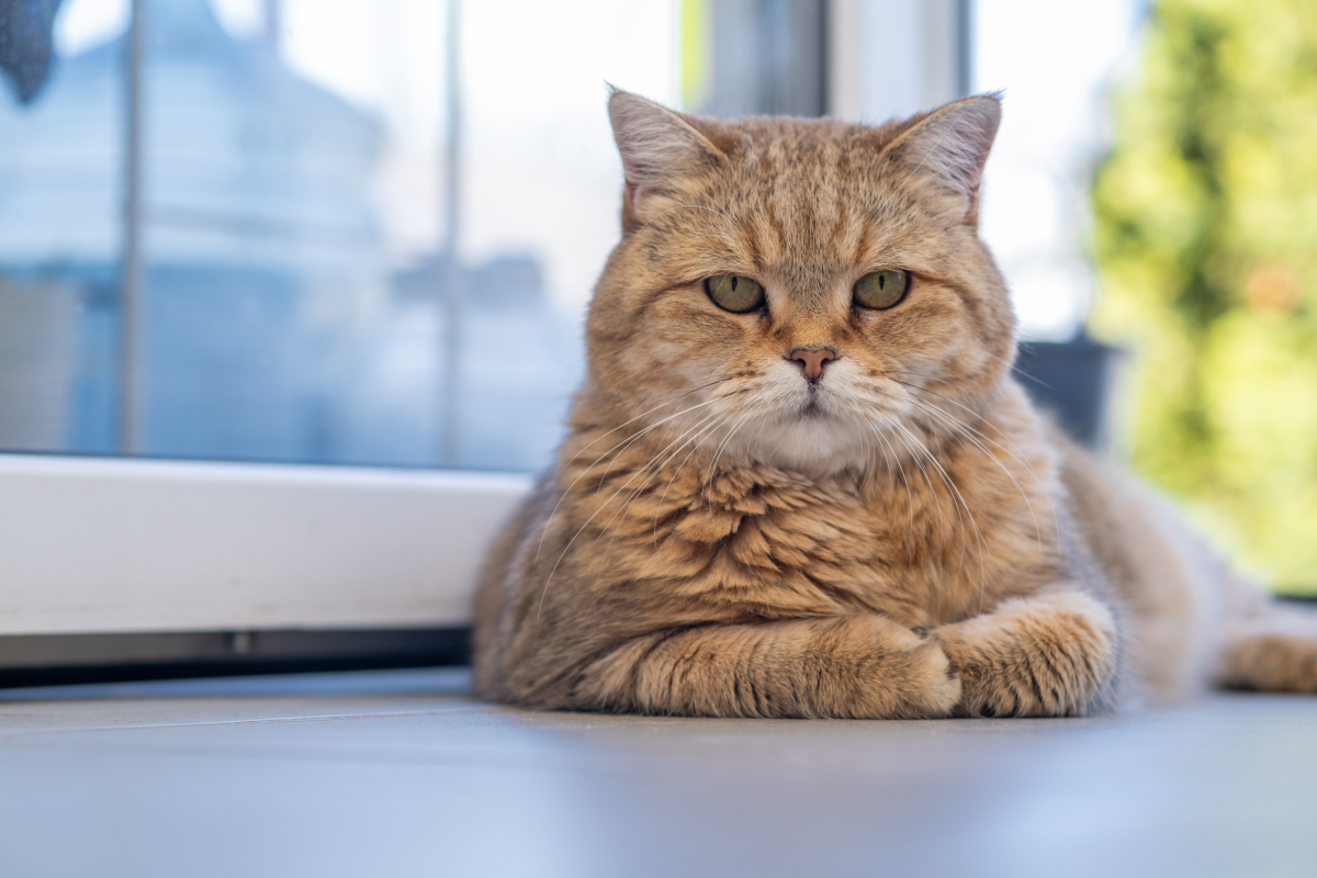 家猫咬伤不必慌,狂犬疫苗非必需