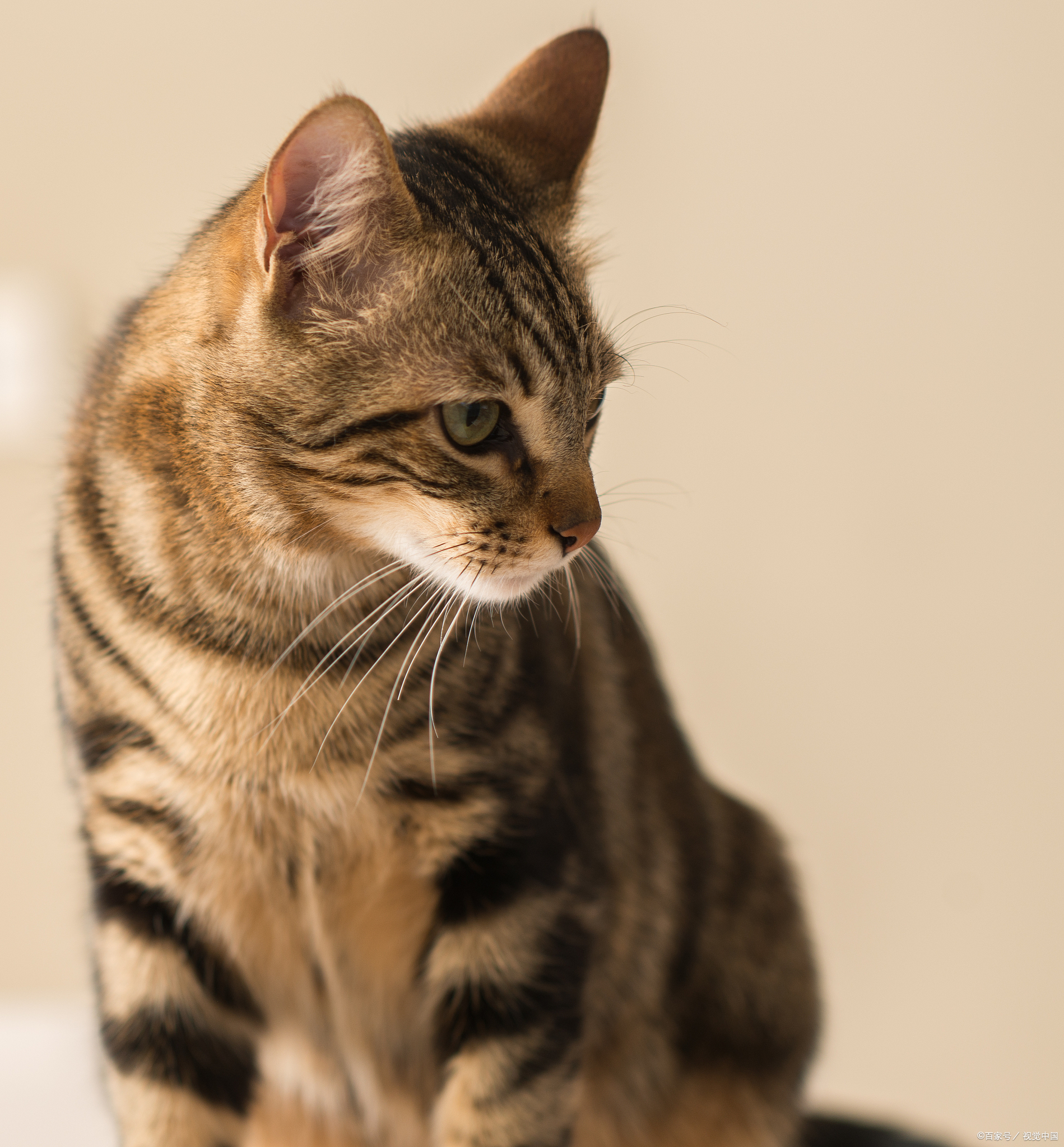 狸花猫的起源可以追溯到古代,据说是由生活在野外的野生狸花猫与生活