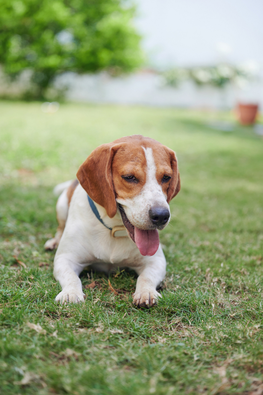 比格犬真实图片