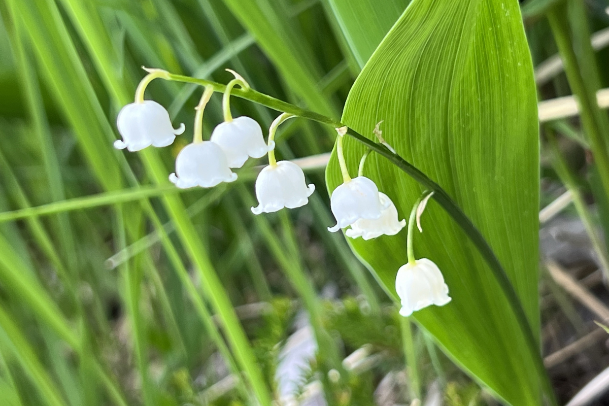 铃兰花宽屏图片