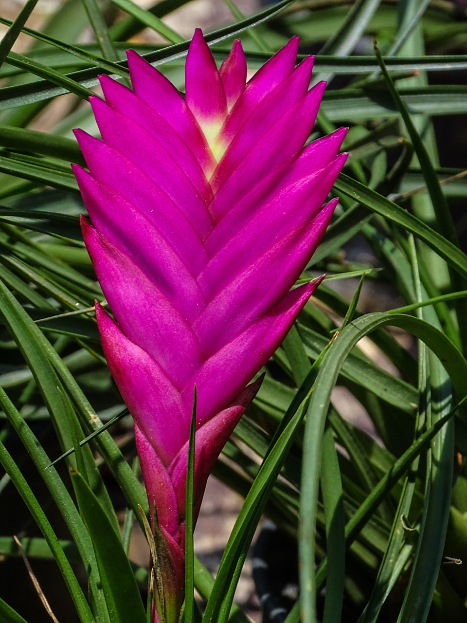 水塔花又叫鸿运当头# #水塔花# 水塔花是一种极具观赏性的植物,它的