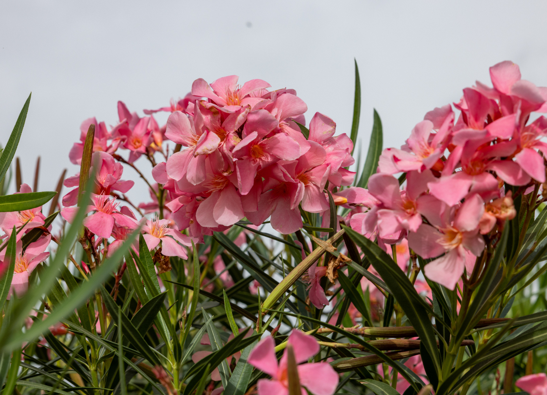 夹竹桃美丽但有毒,误食会引发严重中毒症状甚至危及生命.