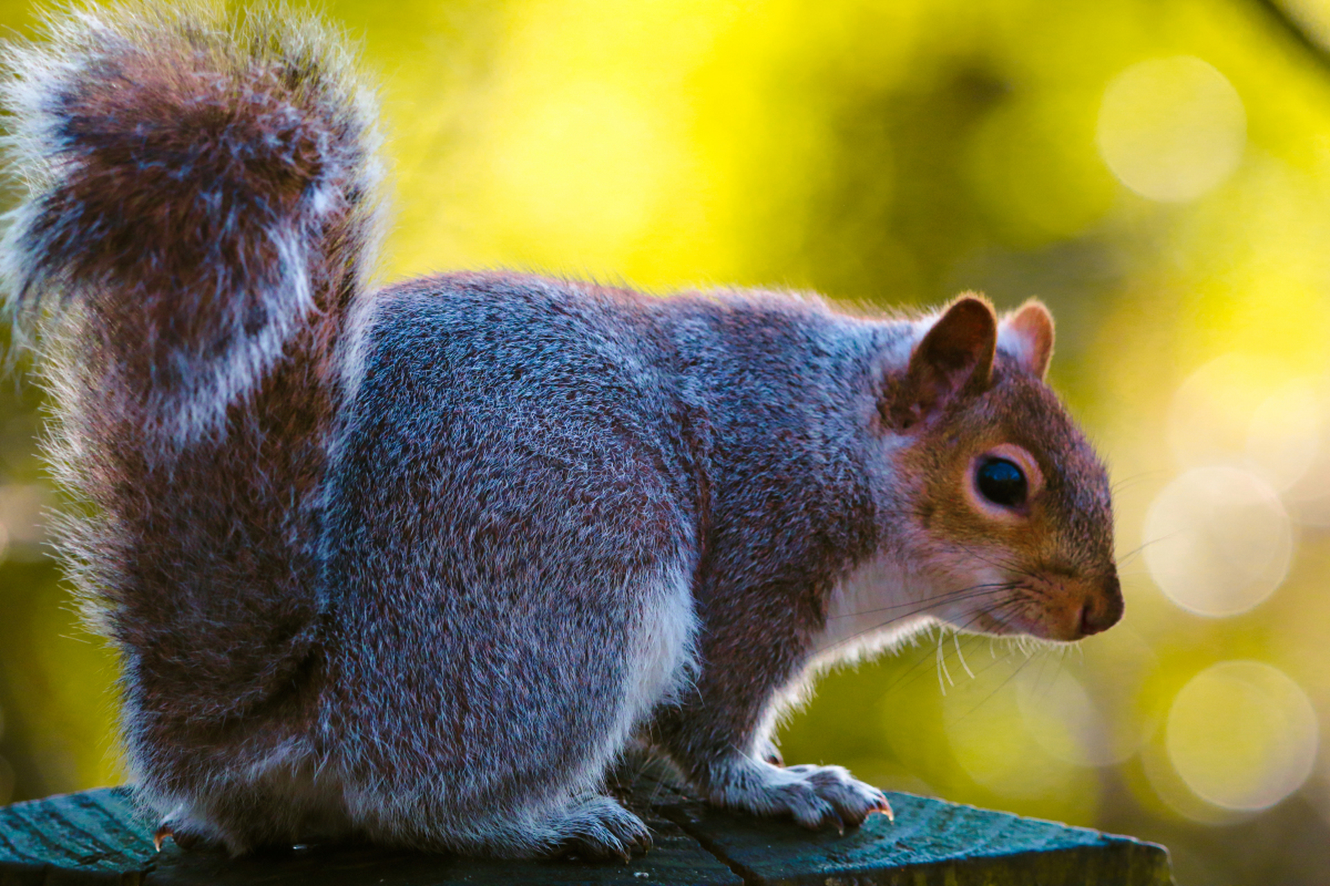 而松鼠经常分布于古北界温带和寒温带森林中,在储存食物的时候,松鼠会