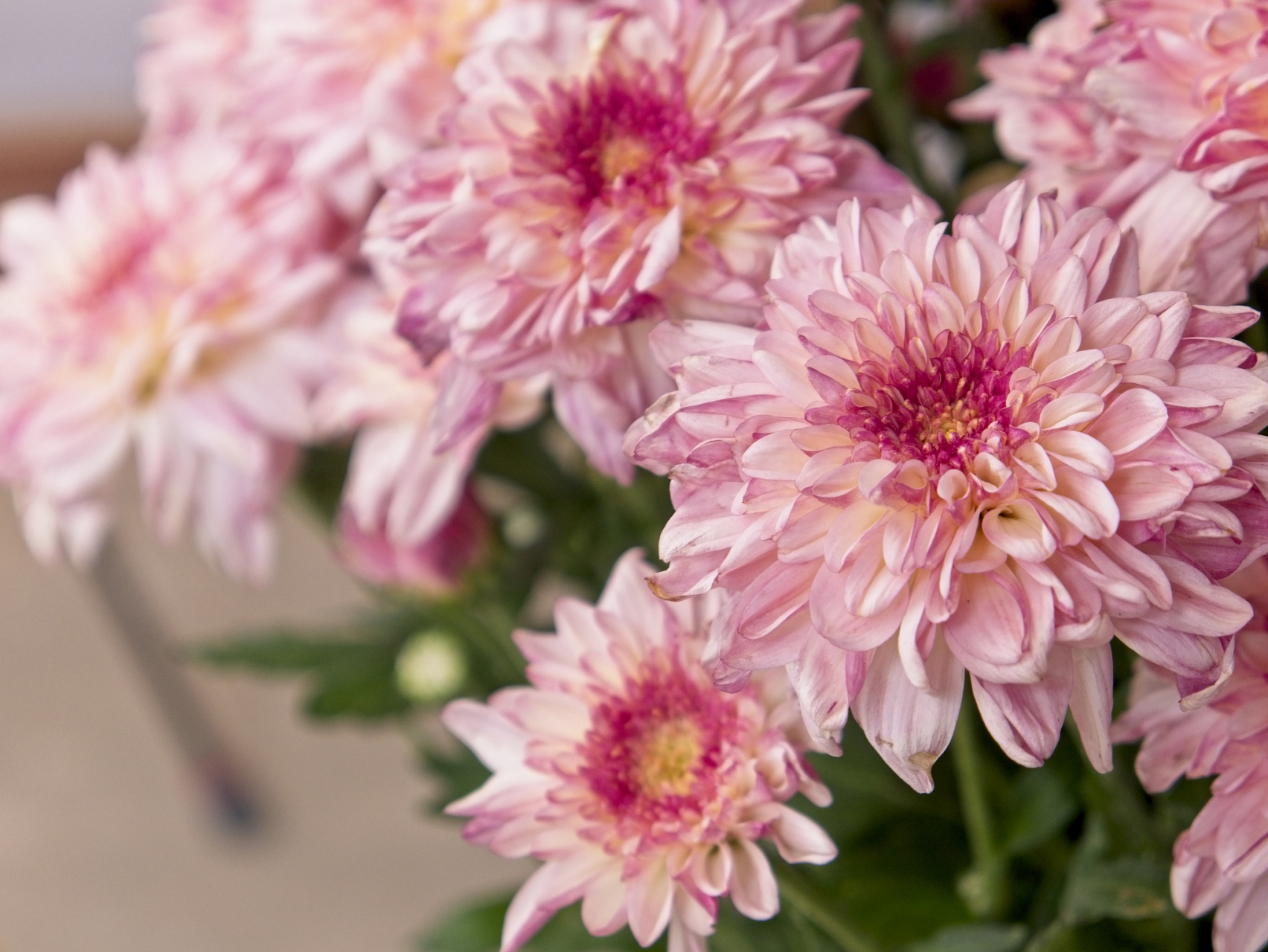 选择合适的品种 市面上有许多粉红色菊花品种,不同品种的花朵颜色