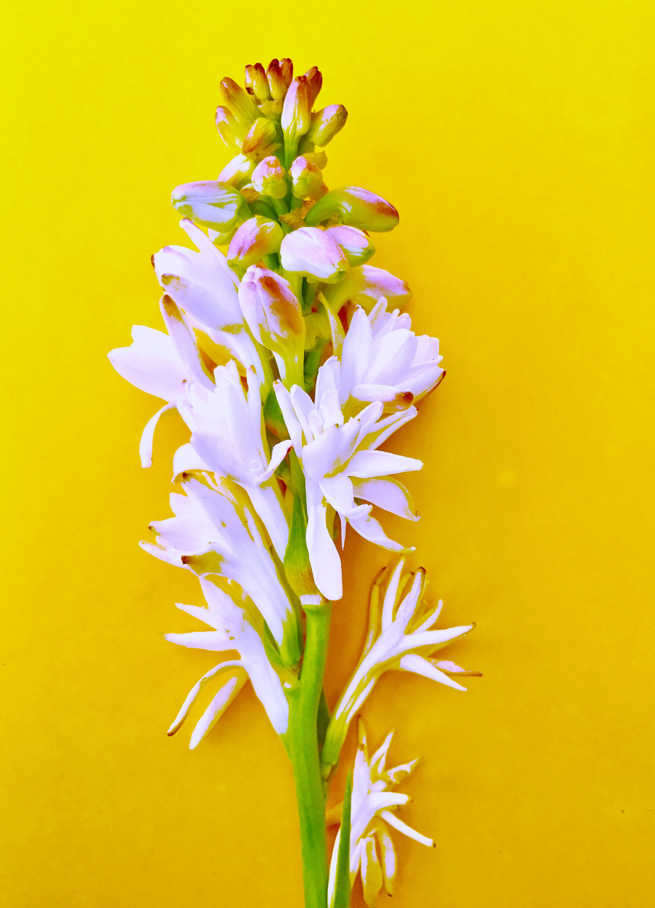 晚香玉,是一种美丽的花卉,因其在傍晚时分散发出独特的香气而命名.这