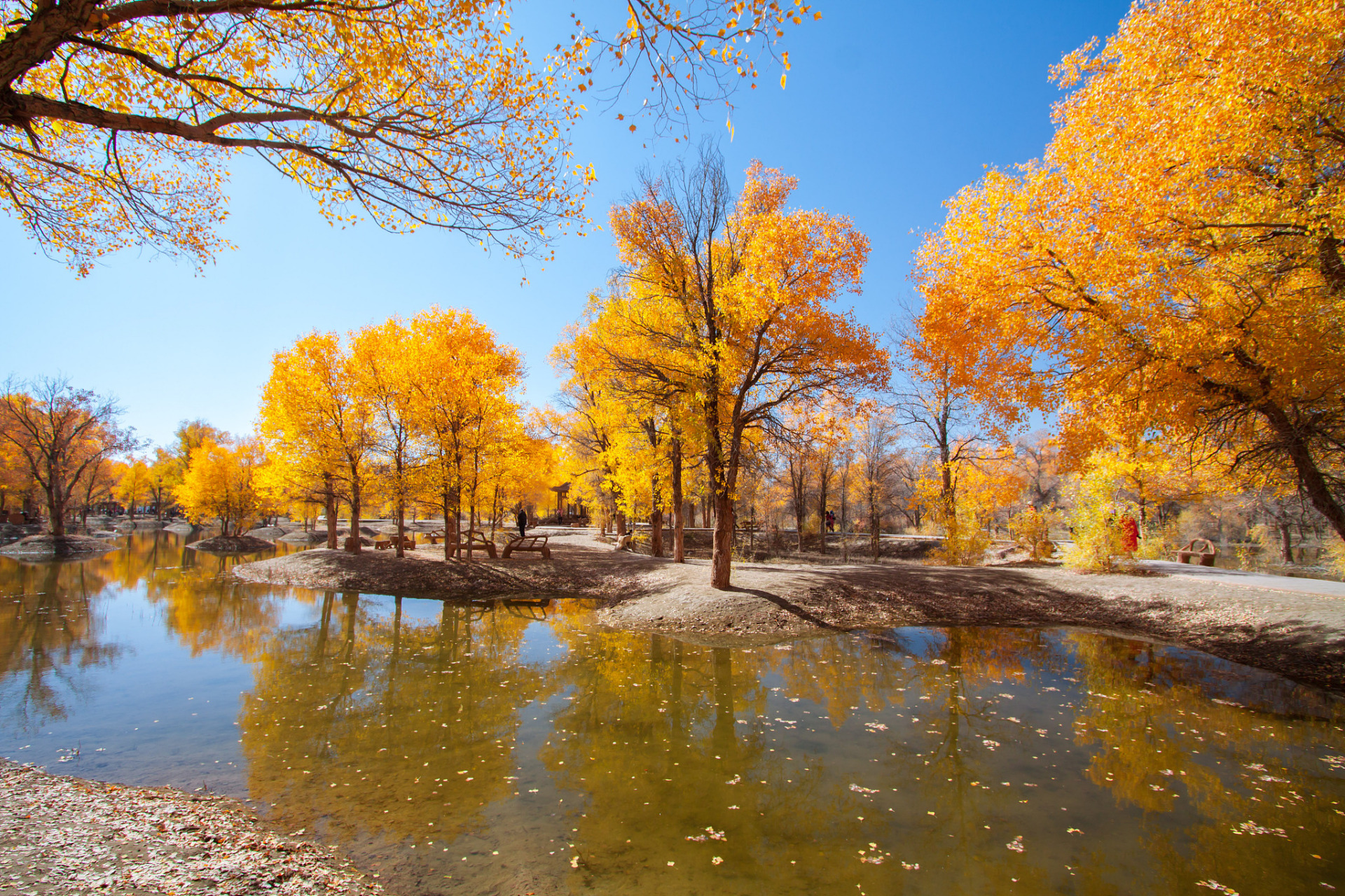 金塔沙漠胡杨林是位于甘肃省酒泉市金塔县城以西的潮湖林场,为三北