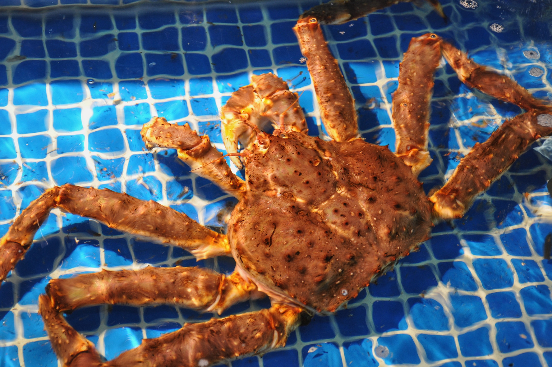 俄罗斯帝王蟹引爆上海市民消费热情 俄罗斯帝王蟹,又称堪察加拟石蟹