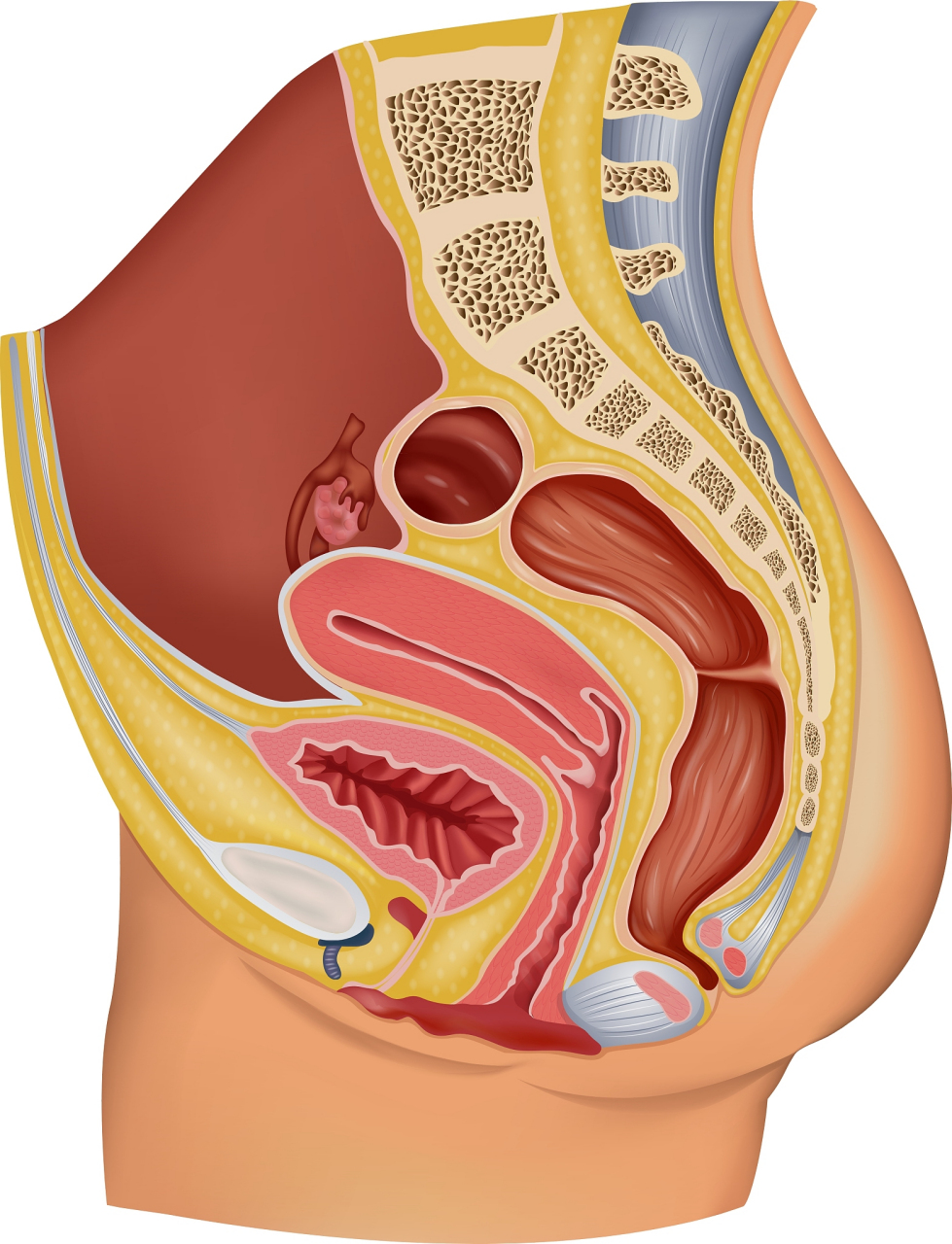 直肠矢状位解剖图片