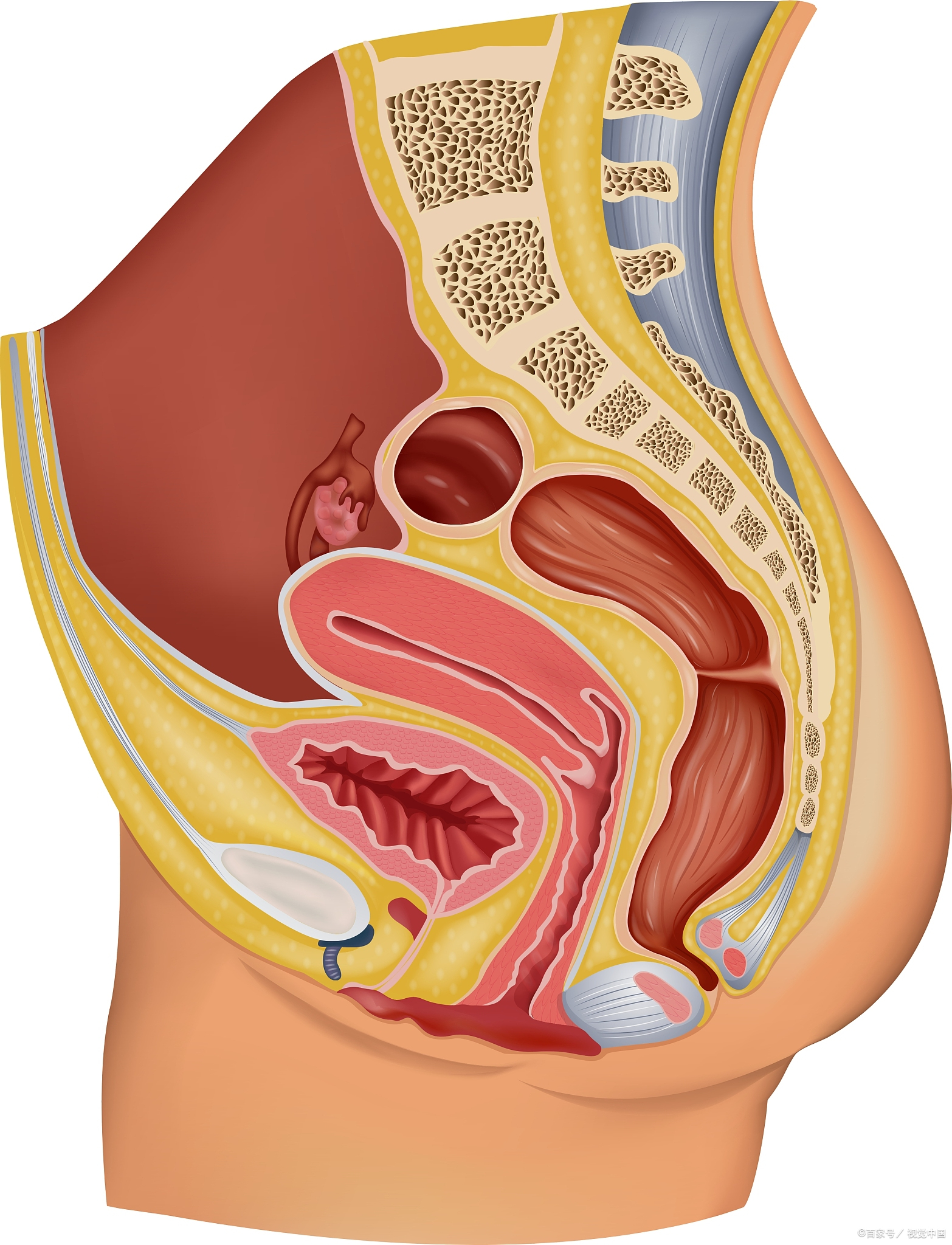 神经源性膀胱,什么意思?