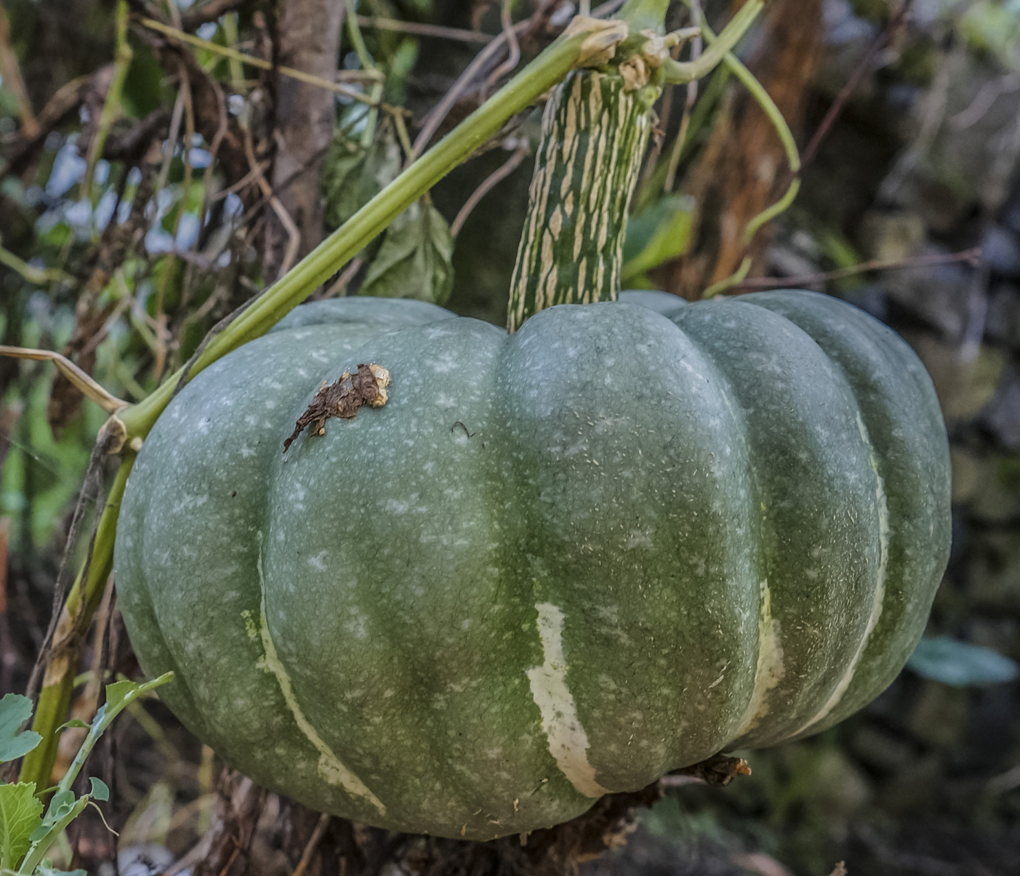 南瓜在部分地区被俗称为窝瓜,番瓜,饭瓜,番南瓜等,是一种蔓生草本植物