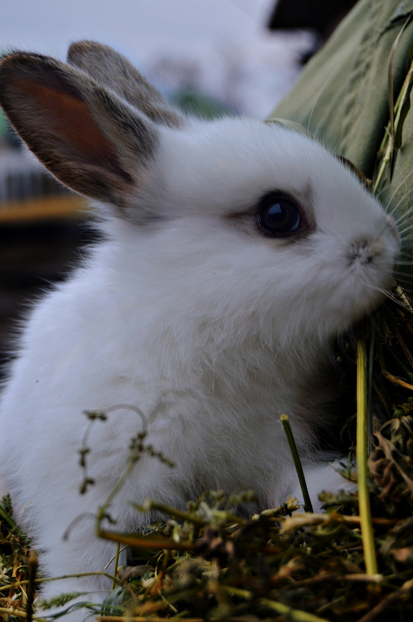 兔子是一种非常可爱的小动物,它们的外貌和性格都备受人们的喜爱.