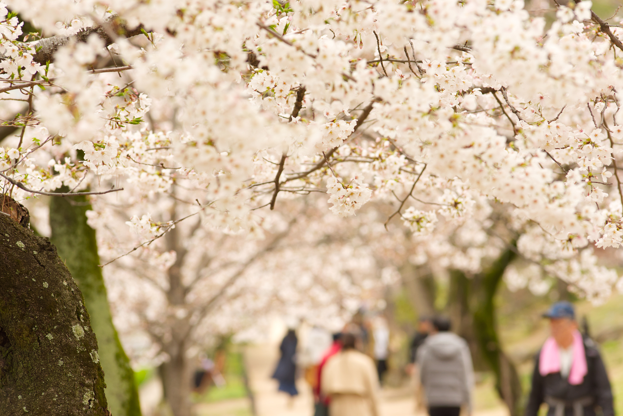 顾村公园赏樱花图片