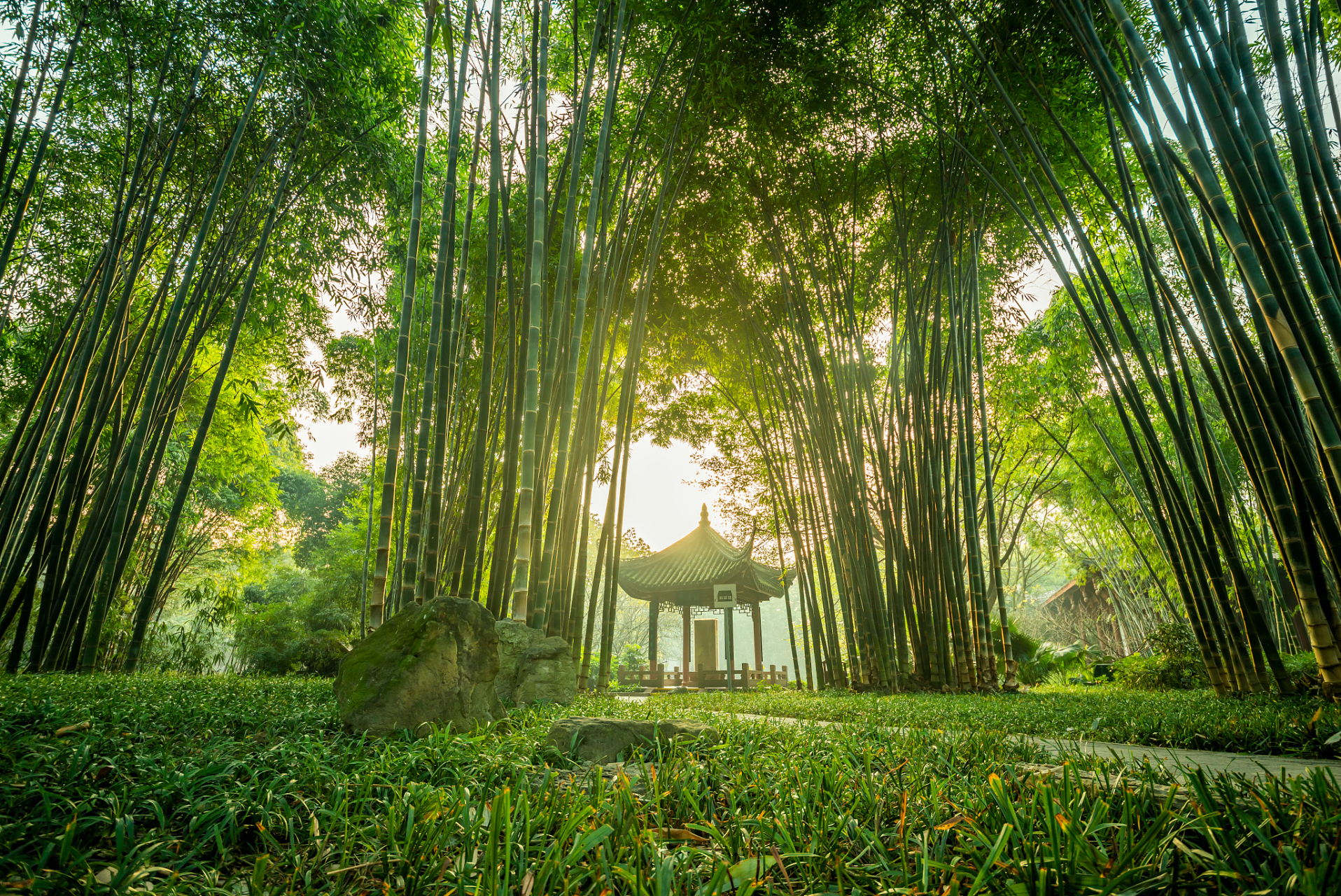 竹里馆 【唐】王维 独坐幽篁里, 弹琴复长啸.