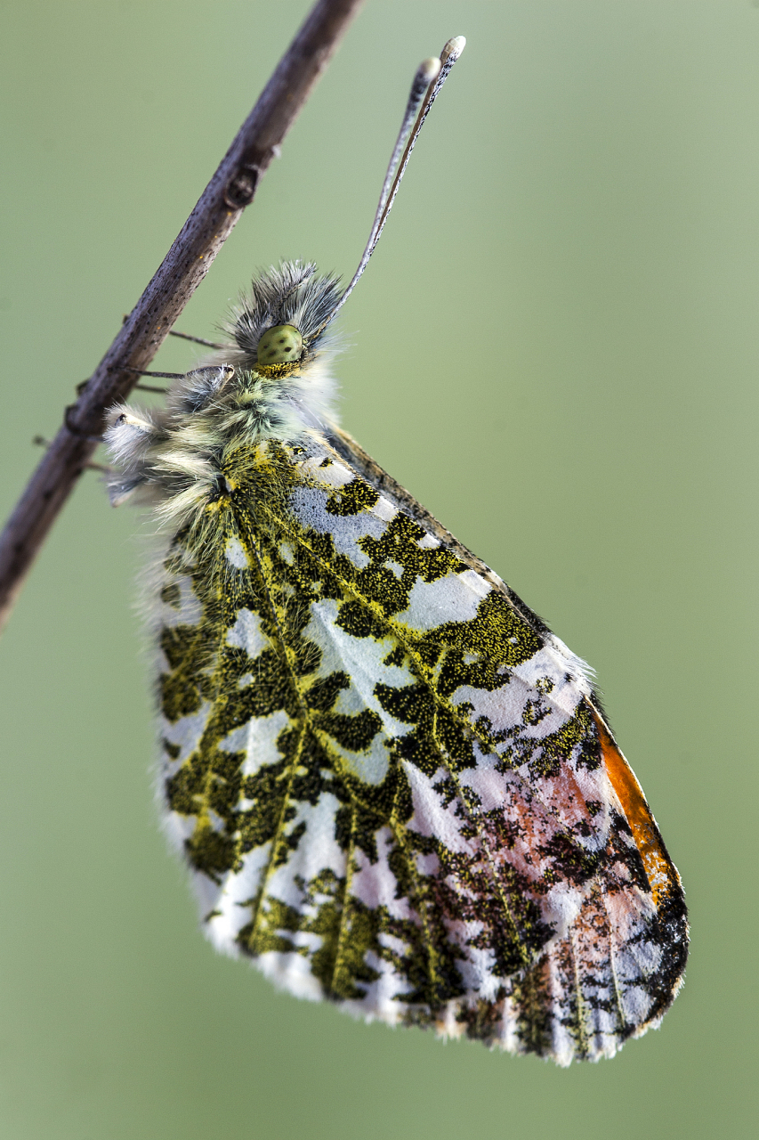 蚕蛾是一种重要的经济昆虫,其繁殖过程中的配对行为是非常关键的.