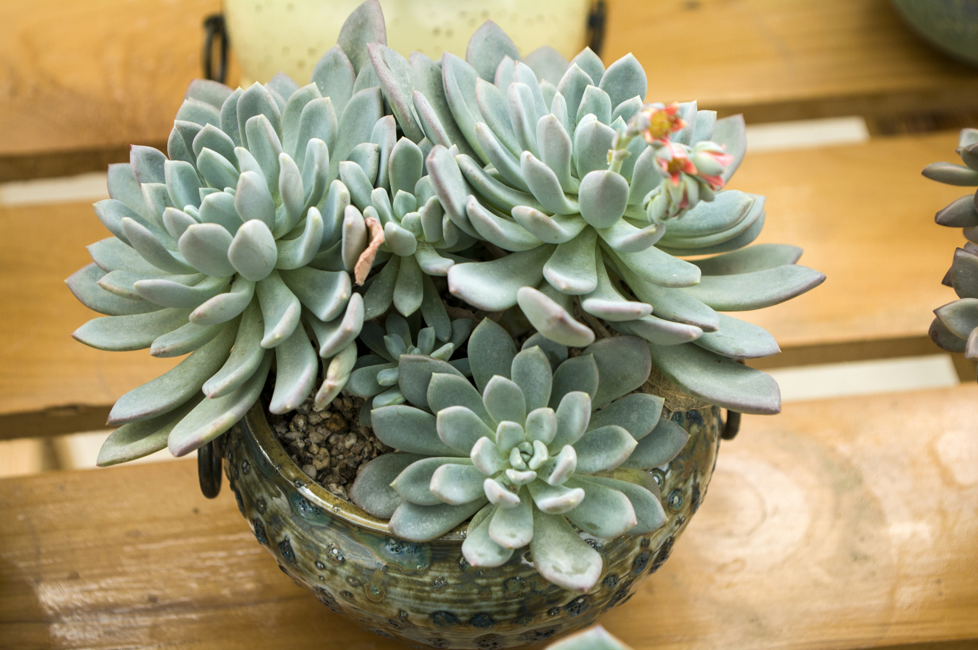 冬美人是一种常见的多肉植物,但生长过程中可能会出现杆子长太高的