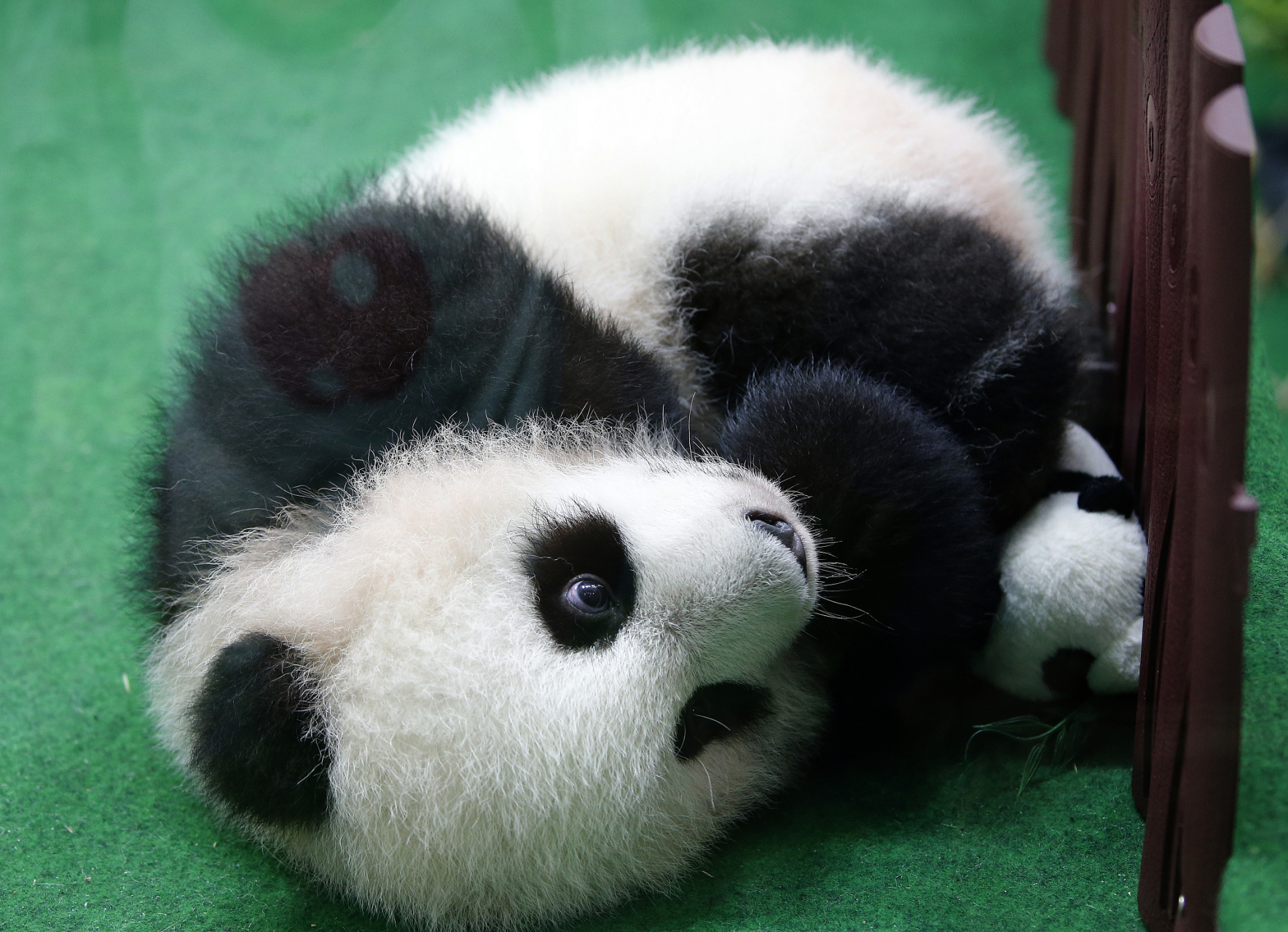 沸沸扬扬的韩国大熊猫福宝一日饲养员竞聘活动结束,超过1万热情的动物