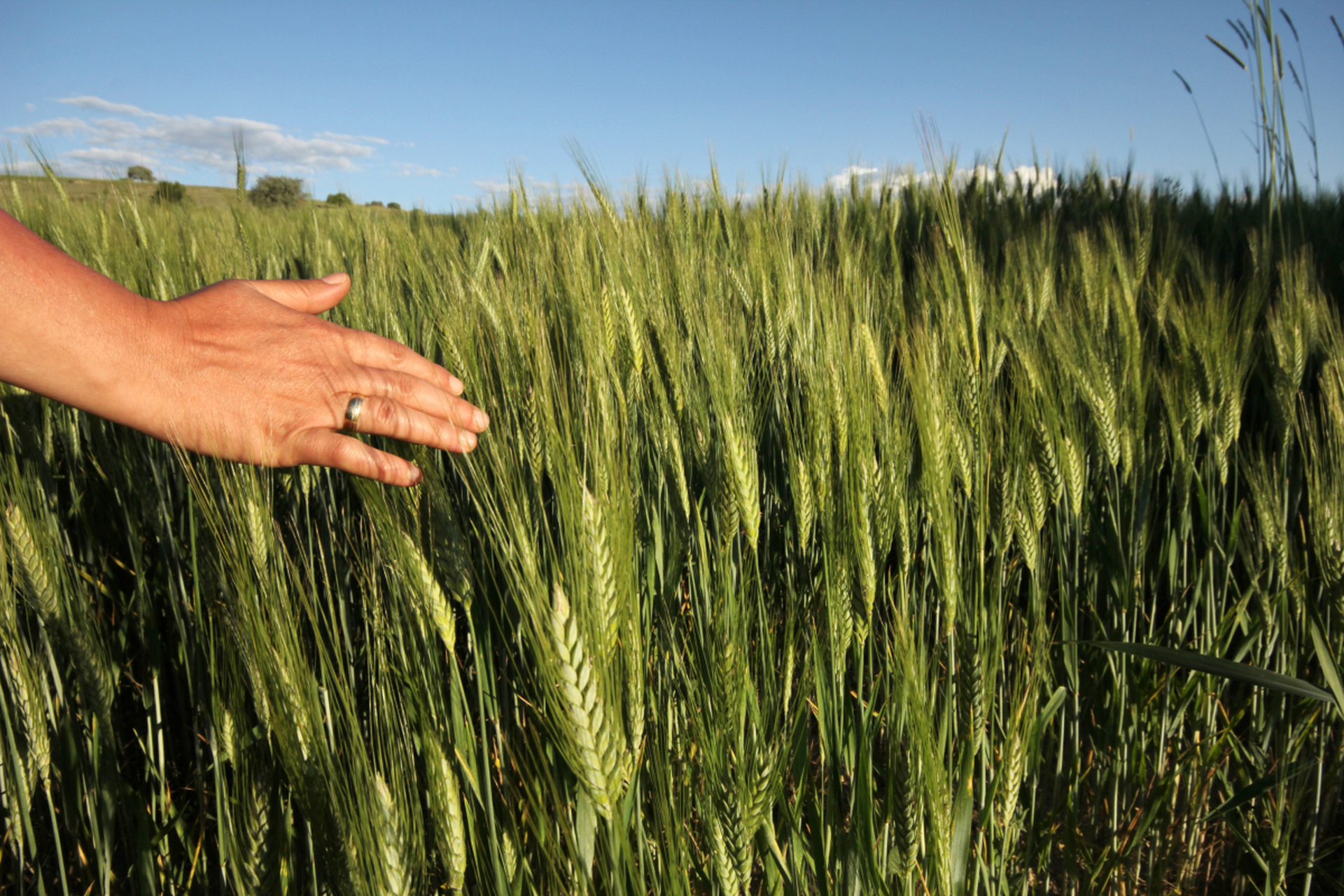 五月小麦灌浆期是产量形成关键期,需防治三病三害
