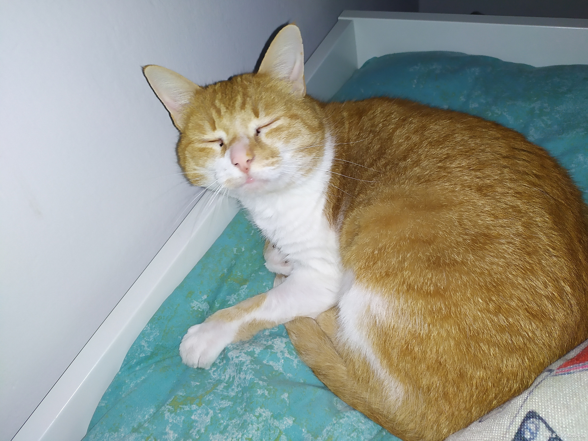 橘猫为什么容易胖