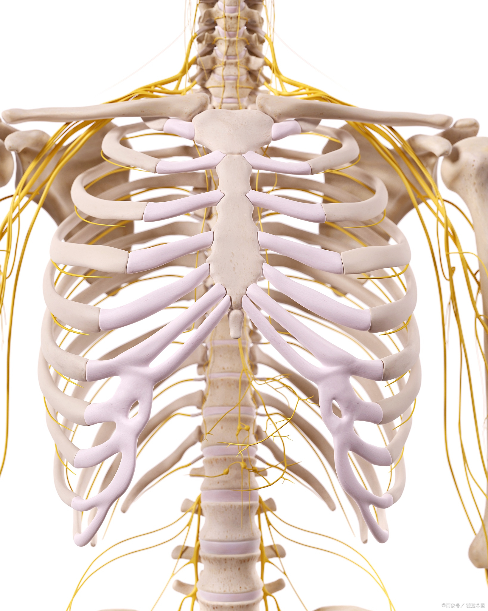 而胸部的第八至第十根肋骨的末端膨大且增厚,形成肋骨盆,与胸骨侧缘