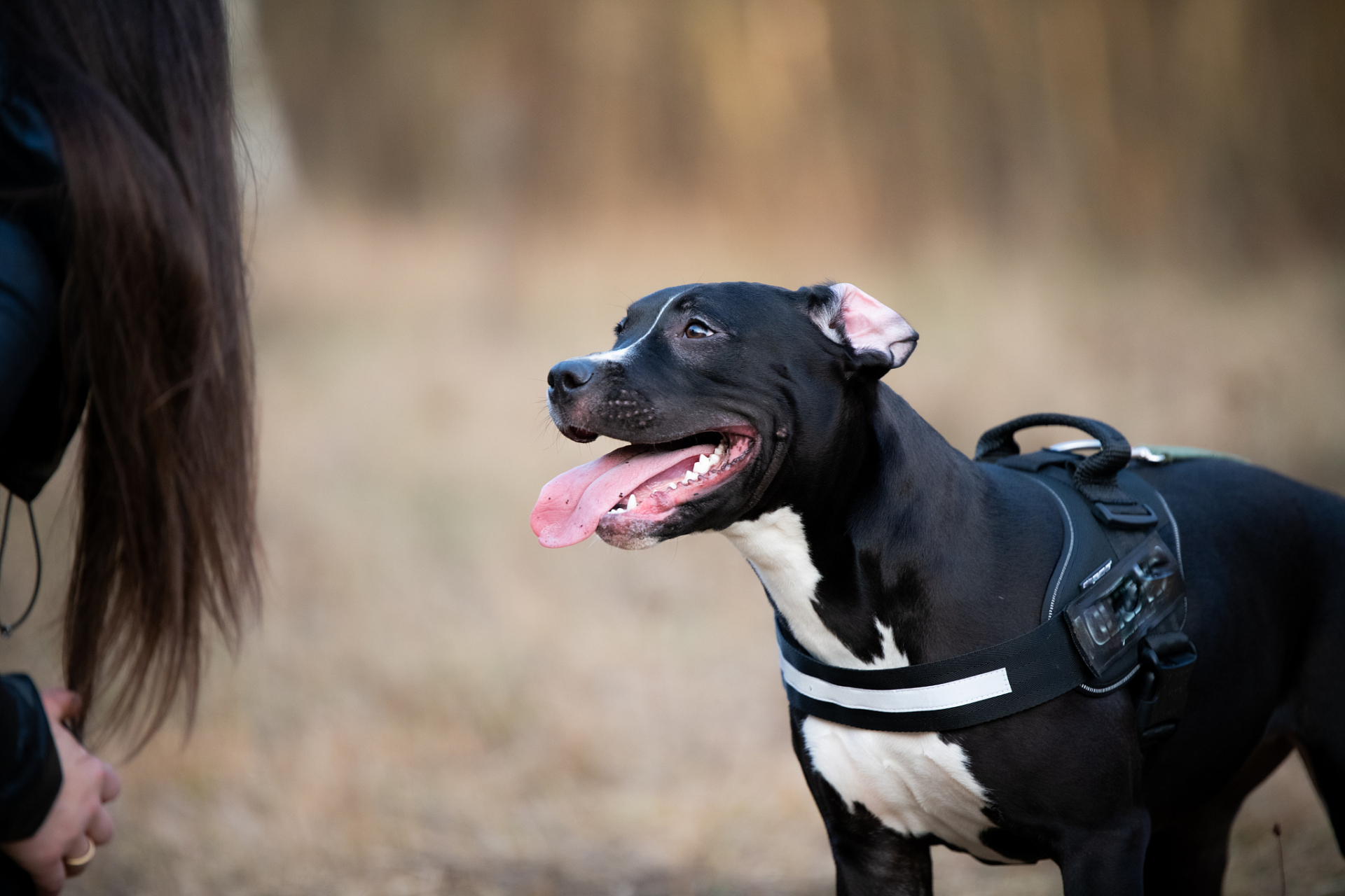 比特犬电脑壁纸图片